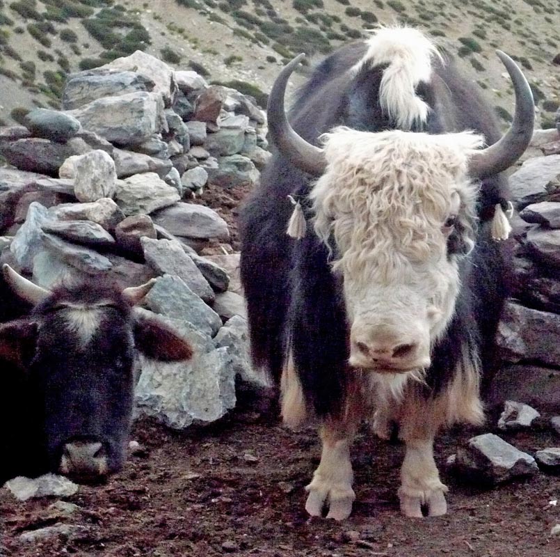 2 Weeks trek in Ladakh