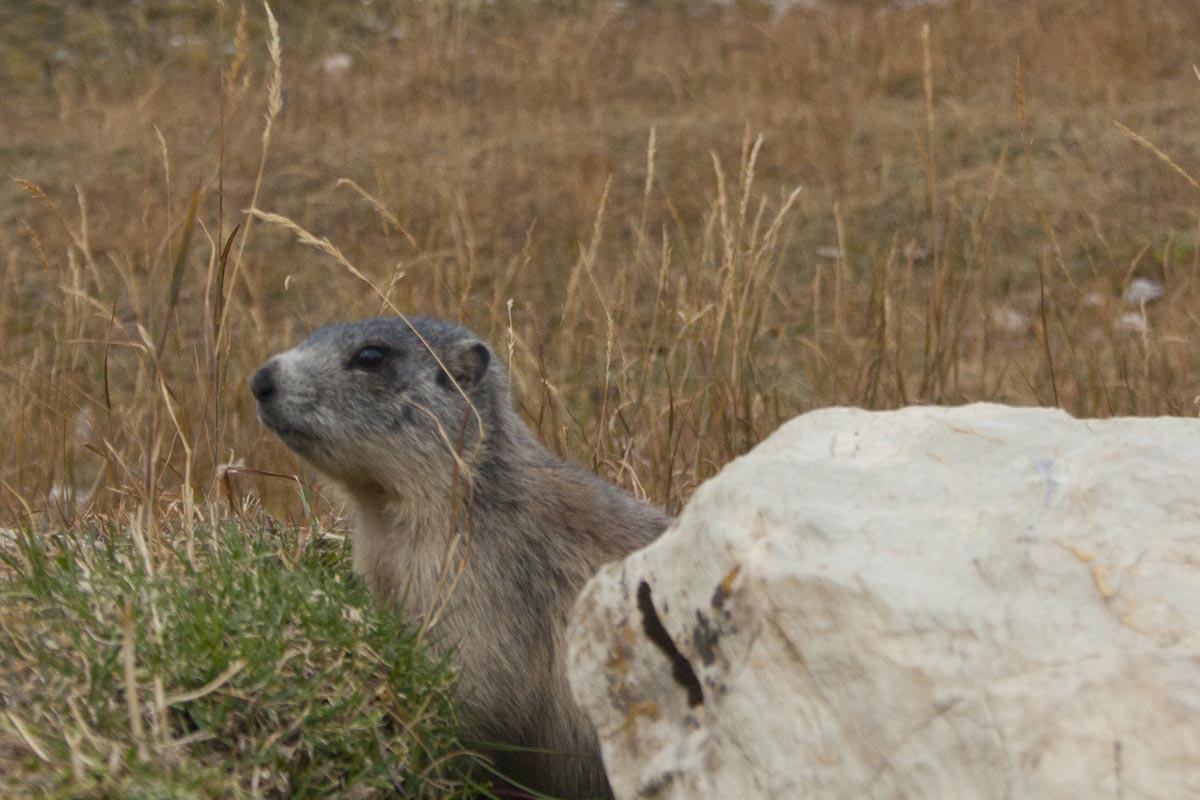 Marmotte