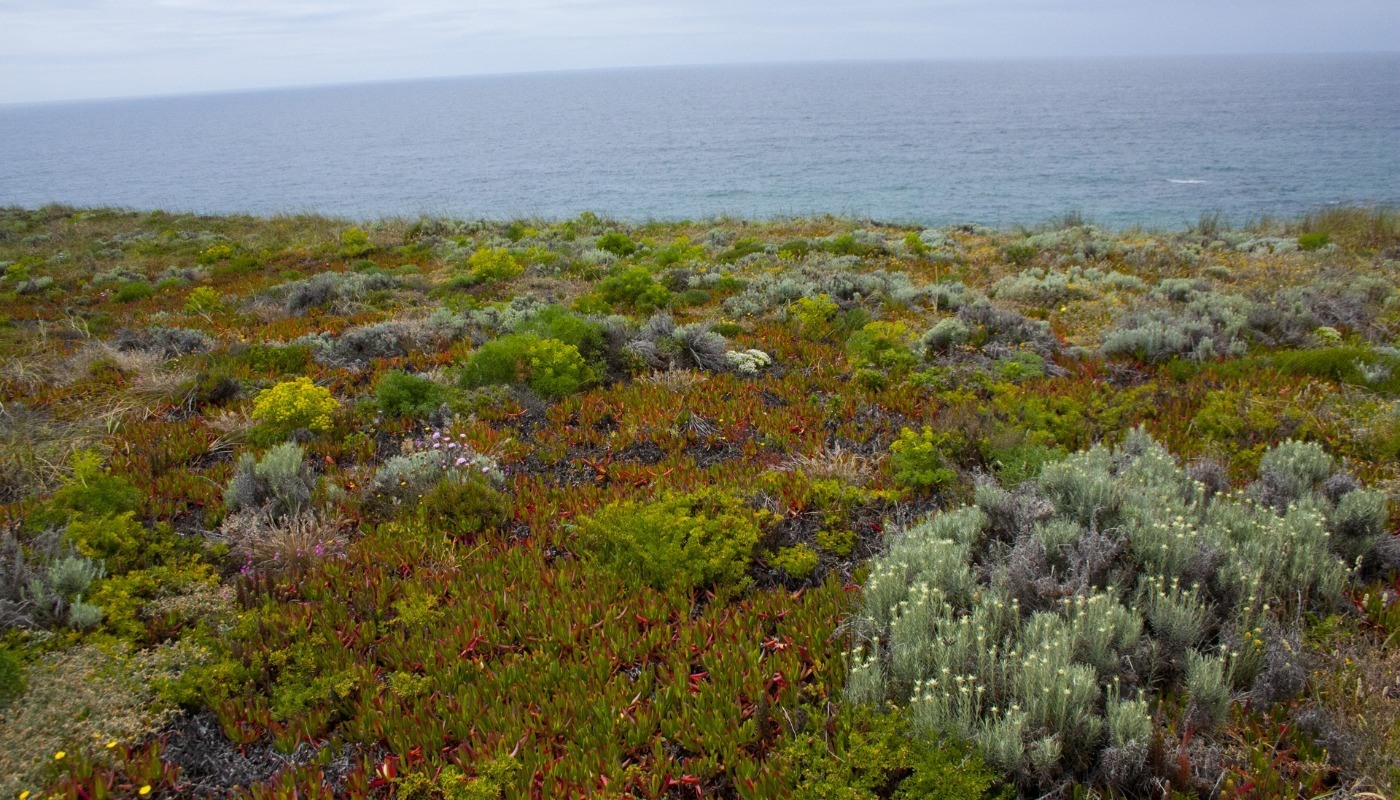Paysage randonnée littoral Portugal fleurs