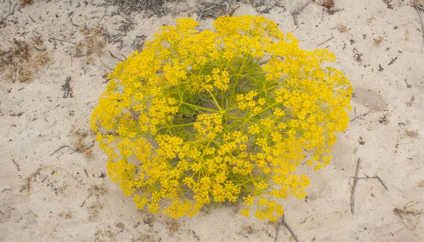 Paysage randonnée littoral Portugal fleurs