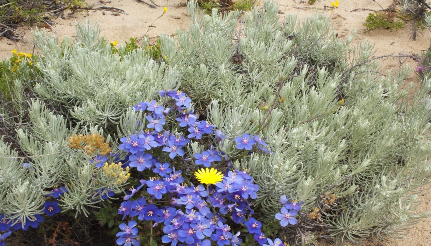 Paysage randonnée littoral Portugal fleurs