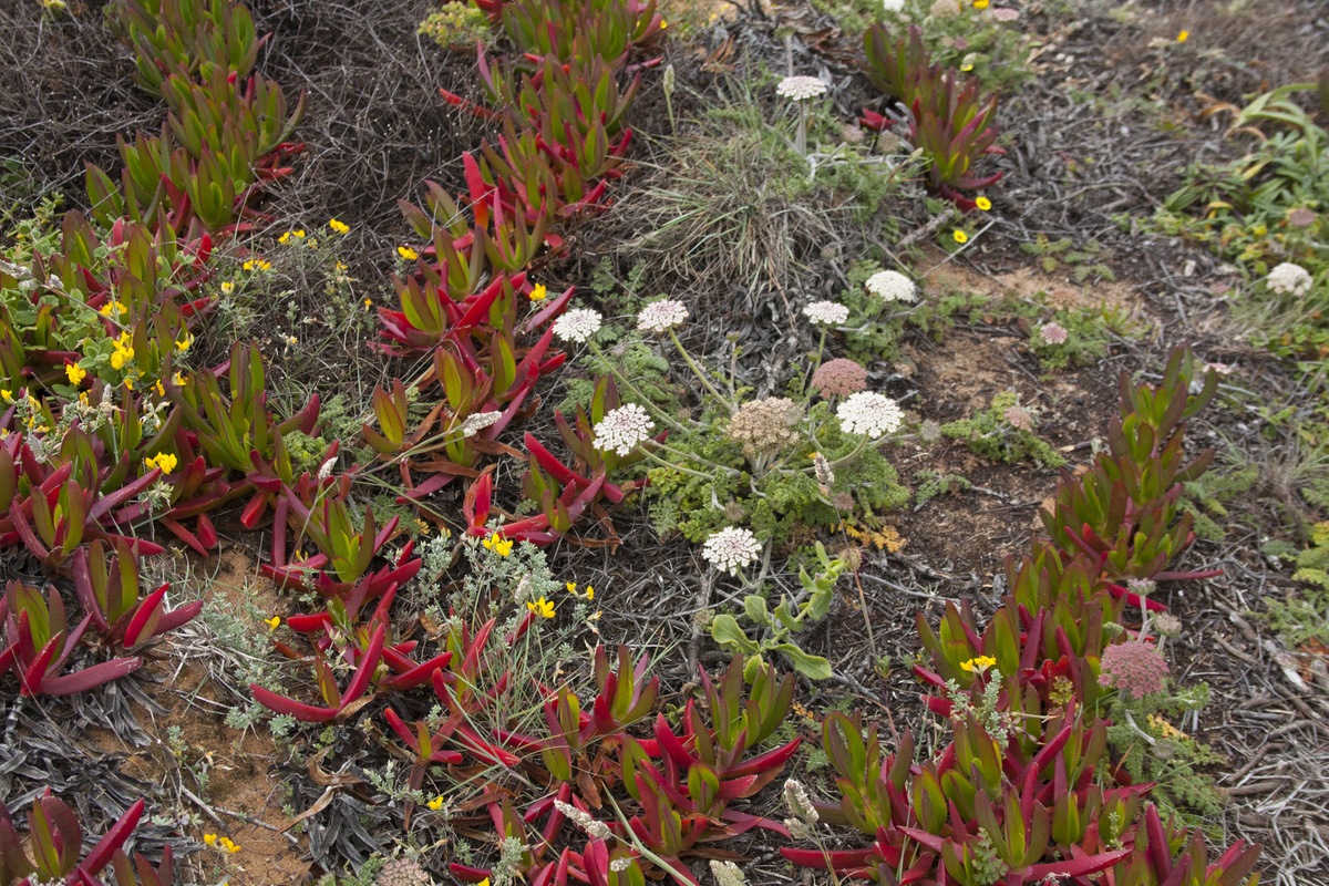Paysage randonnée littoral Portugal fleurs