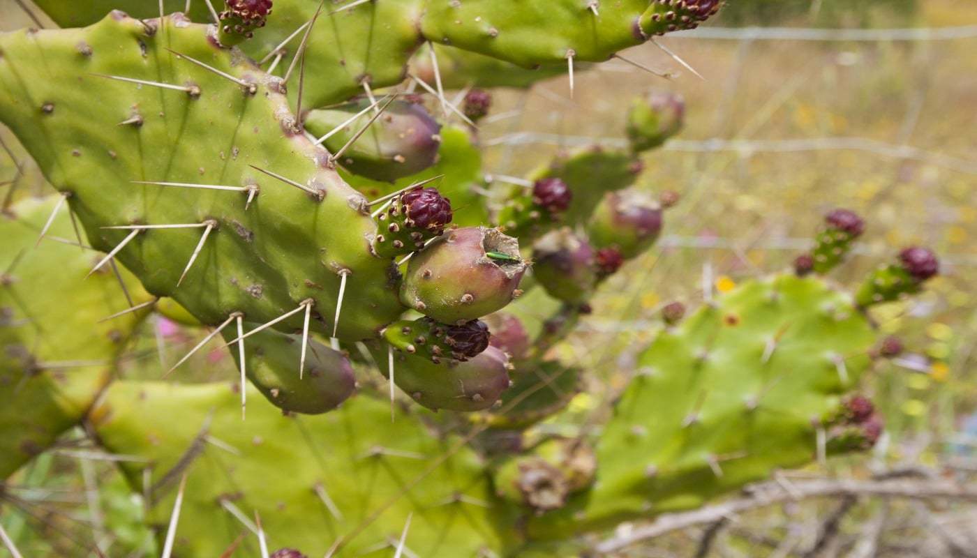 Paysage randonnée littoral Portugal fleurs cactus