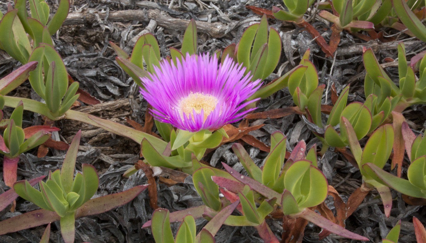 Paysage randonnée littoral Portugal fleurs