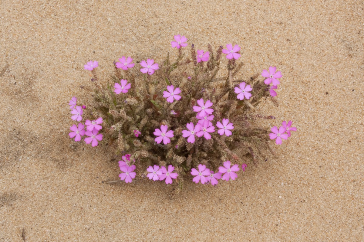Paysage randonnée littoral Portugal fleurs
