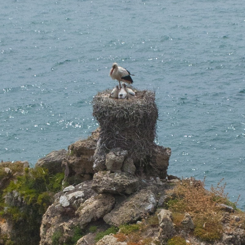 Paysage randonnée littoral Portugal cigogne